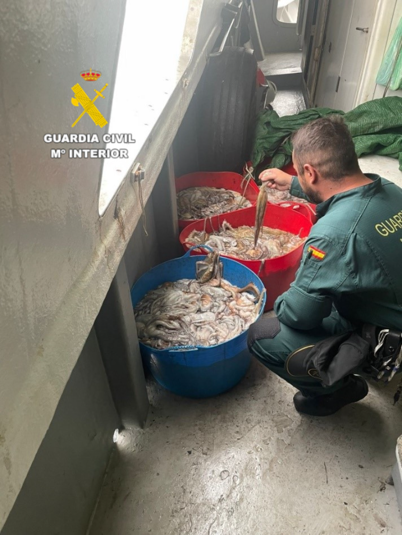 La Guardia Civil interviene más de 238 kilos de pulpo inmaduro en el puerto de Burriana